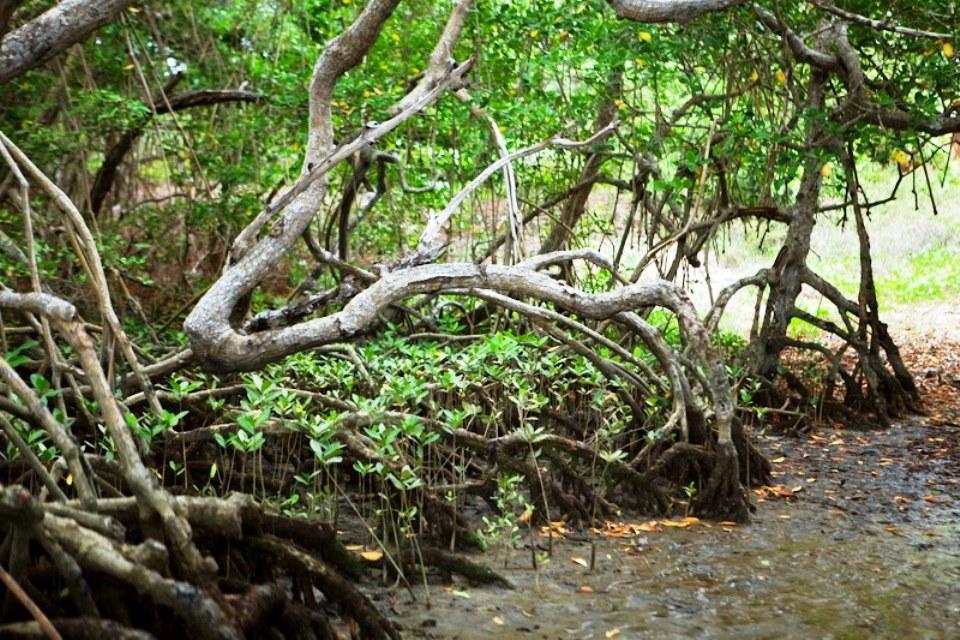 Espírito Santo tem aumento de 10% nos ecossistemas de manguezal