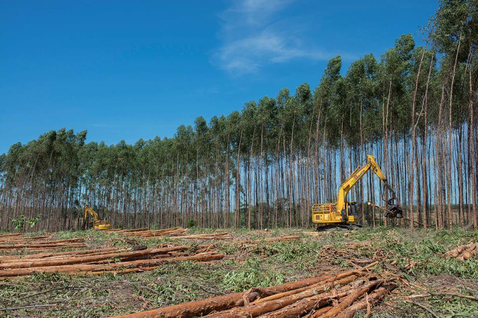 Suzano abre inscrições para Programa de Aprendizagem Florestal