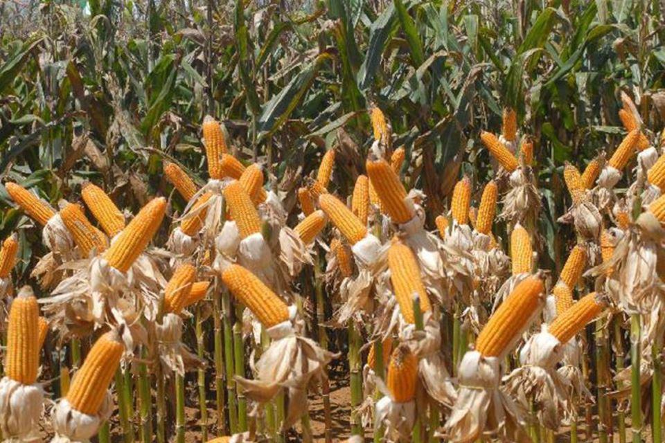 Agronegócio brasileiro exportou US$ 96,8 bilhões em 2019