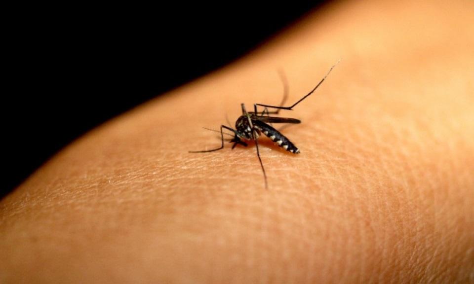 Dengue ameaça estados do Nordeste, Espírito Santo e Rio