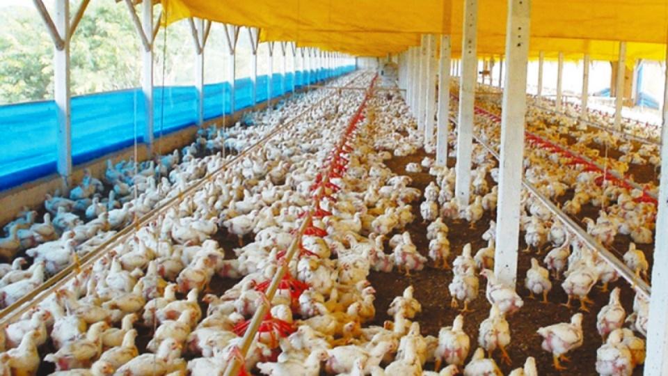 A semana do frango: consumo cai em janeiro e impacta preços