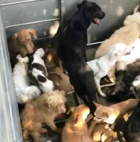 Família suspeita de comercializar carne de cachorro em Guarapari responderá em liberdade