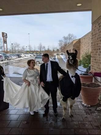 Americano cumpre promessa e leva lhama vestida com smoking no casamento da irmã   