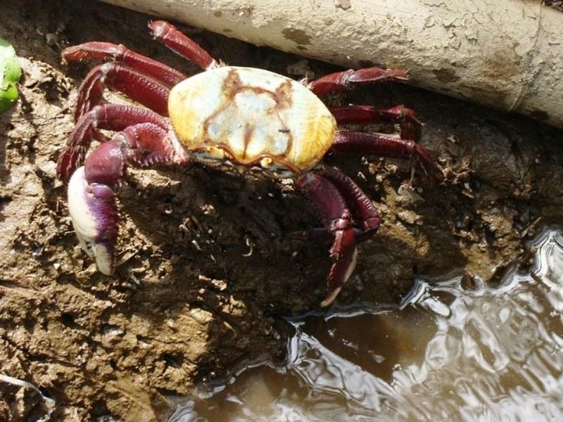 A captura e comercialização do caranguejo-uçá estão proibidas entre segunda-feira (9) e sábado (14)