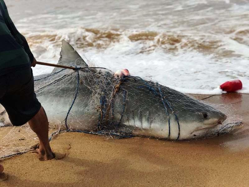 Tubarão em rede de pesca surpreende pescadores de Regência, em Linhares