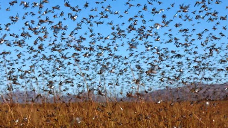 Nuvem com milhões de gafanhotos escurece céu no Quênia