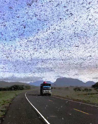 Nuvem com milhões de gafanhotos escurece céu no Quênia