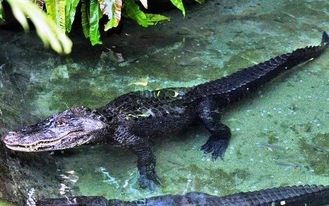 Mulher é devorada viva por jacaré ao se aproximar para tirar fotos do animal