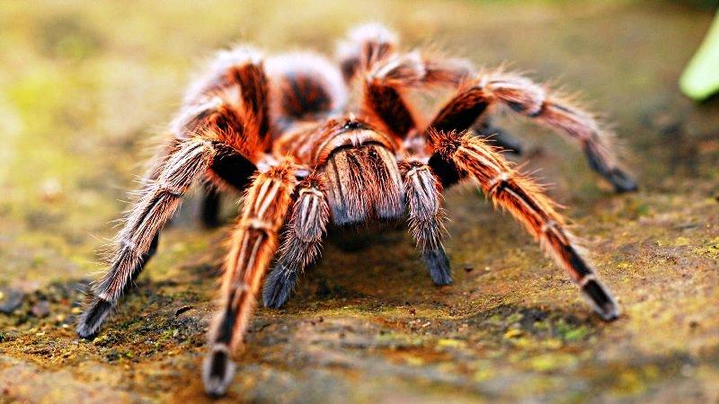 Mulher encontra 'aranha-sapo' no quintal de casa