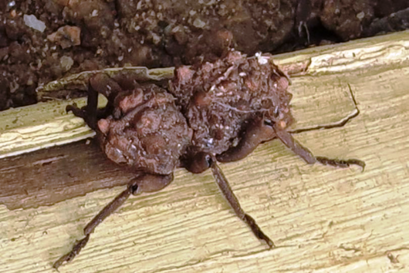 Mulher encontra 'aranha-sapo' no quintal de casa