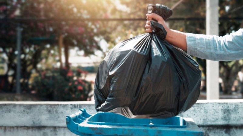 De baratas à ratos, pragas urbanas aumentam durante isolamento