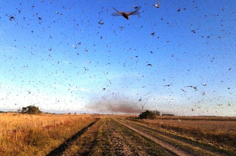 Nuvem de gafanhotos chega à Argentina e se aproxima do Brasil