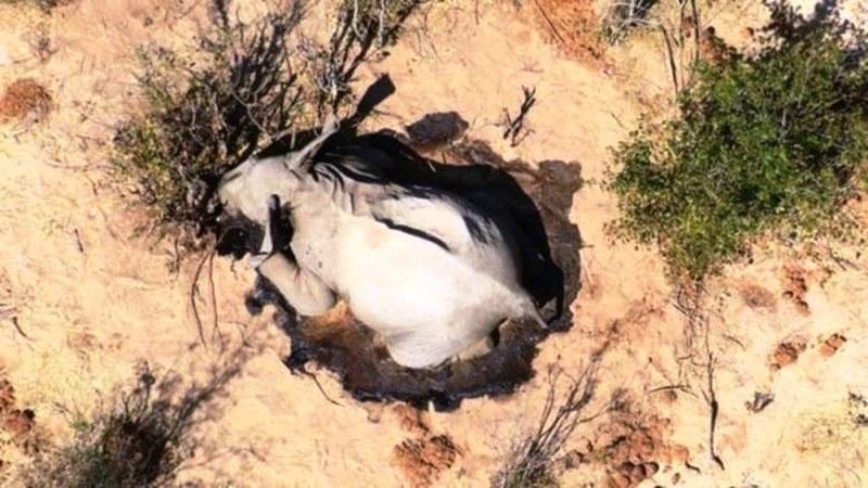 Mistério cerca a morte de centenas de elefantes em Botsuana