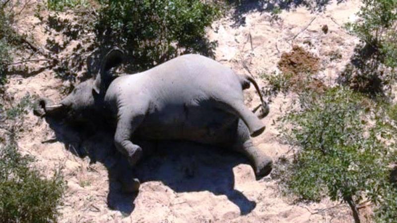 Mistério cerca a morte de centenas de elefantes em Botsuana