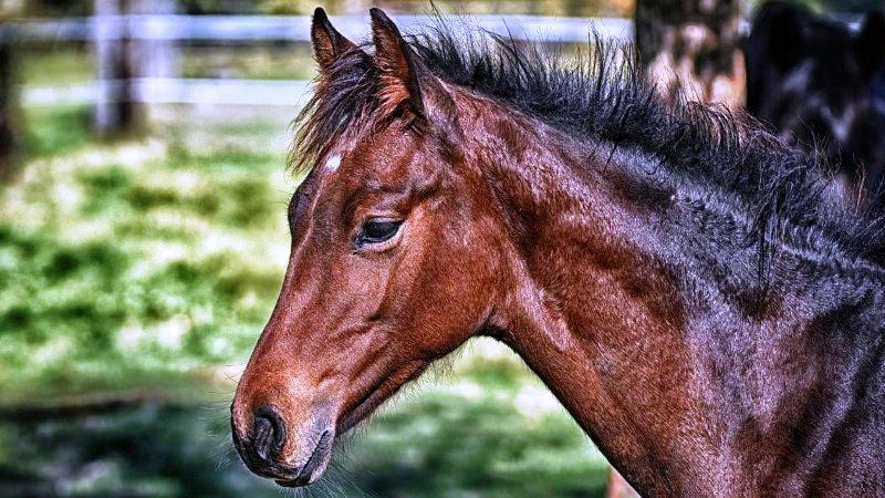 Pesquisadores do RJ desenvolvem soro contra a Covid-19 com a ajuda de cavalos