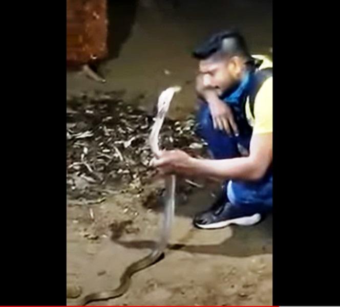 Homem morre após “brincar” com cobra Naja e ser picado