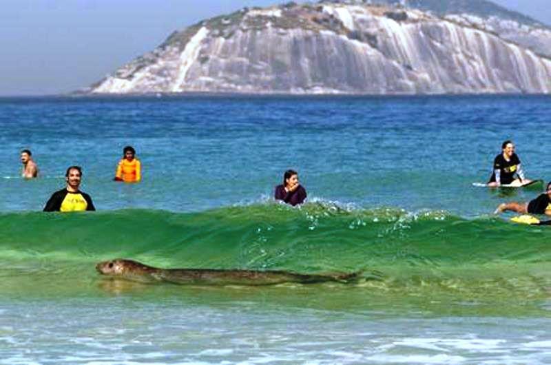 Elefante-marinho é visto na praia do Arpoador no Rio