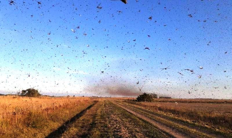 Nuvem de gafanhotos volta a preocupar agricultores brasileiros