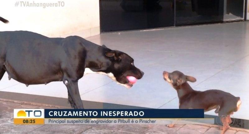 Thor é 'suspeito' de engravidar cadela pitbull