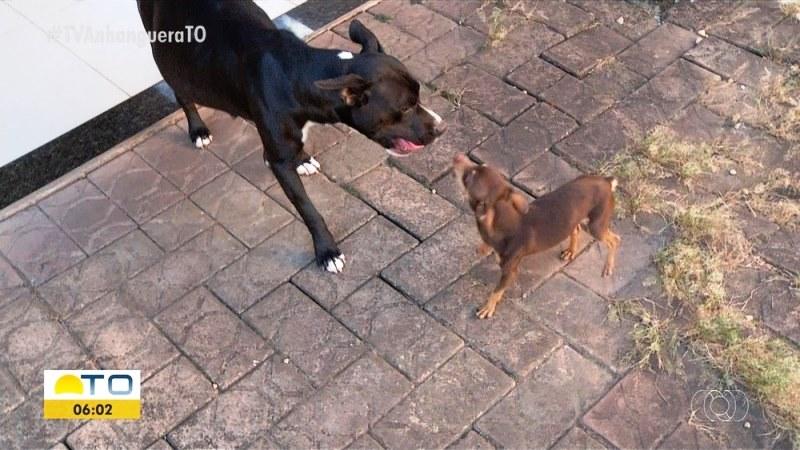 Thor é 'suspeito' de engravidar cadela pitbull