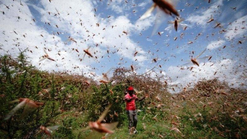 Nuvem de gafanhotos deve chegar ao Brasil até quarta-feira (22)