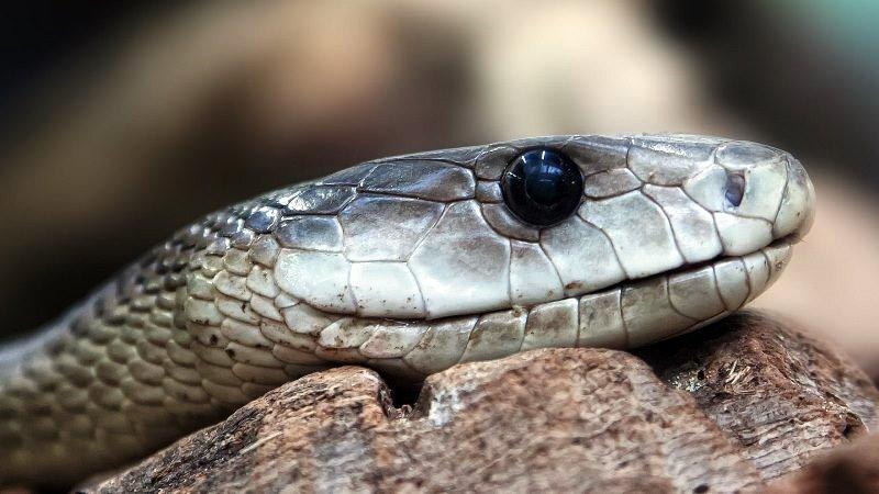 Pai encontra cobra venenosa na cama do filho