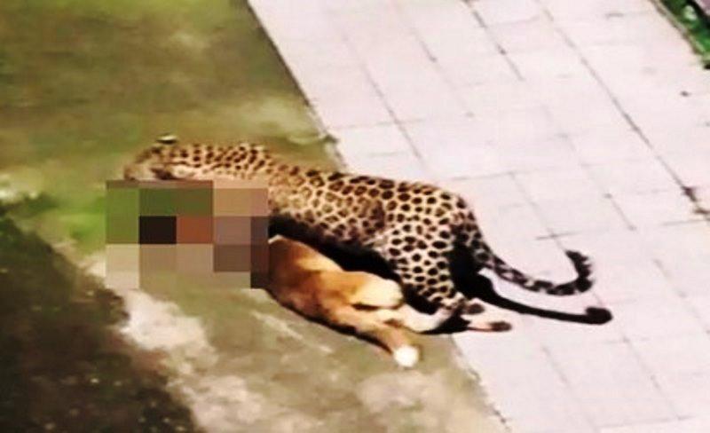 Leopardo mata cachorro e aterroriza moradores de vila