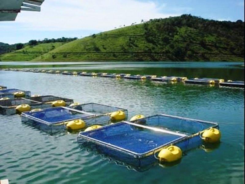 Projeto veda criação de peixes em lagoas do ES