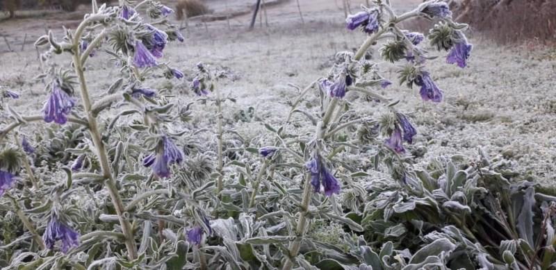 RS amanhece mais um dia com temperaturas negativas e geada