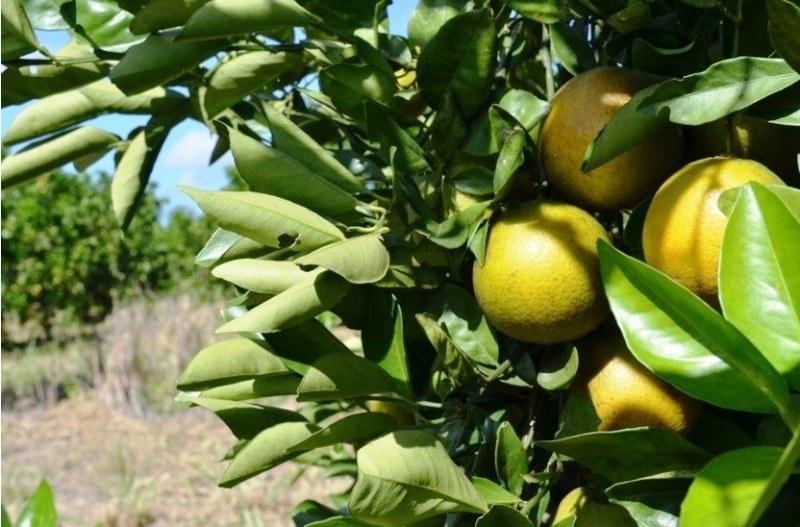 Alimentos da estação para aumentar a imunidade na pandemia