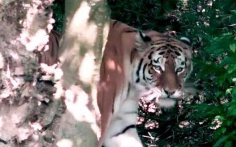 Tigre mata e mutila criança de 10 anos durante passeio