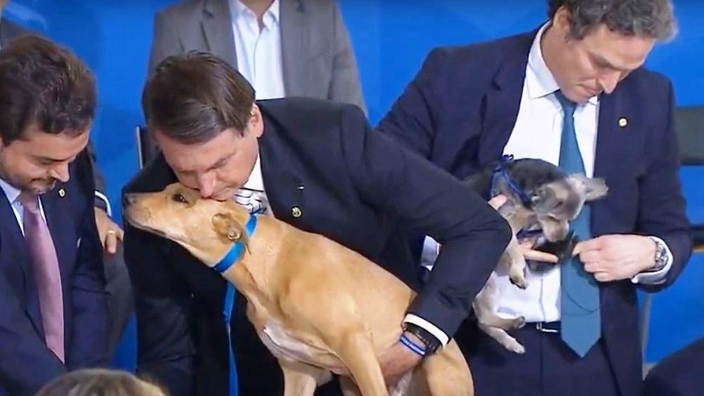 Bolsonaro sanciona lei com pena maior, de até cinco anos, para maus-tratos contra cães ou gatos