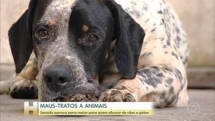 Bolsonaro sanciona lei com pena maior, de até cinco anos, para maus-tratos contra cães ou gatos