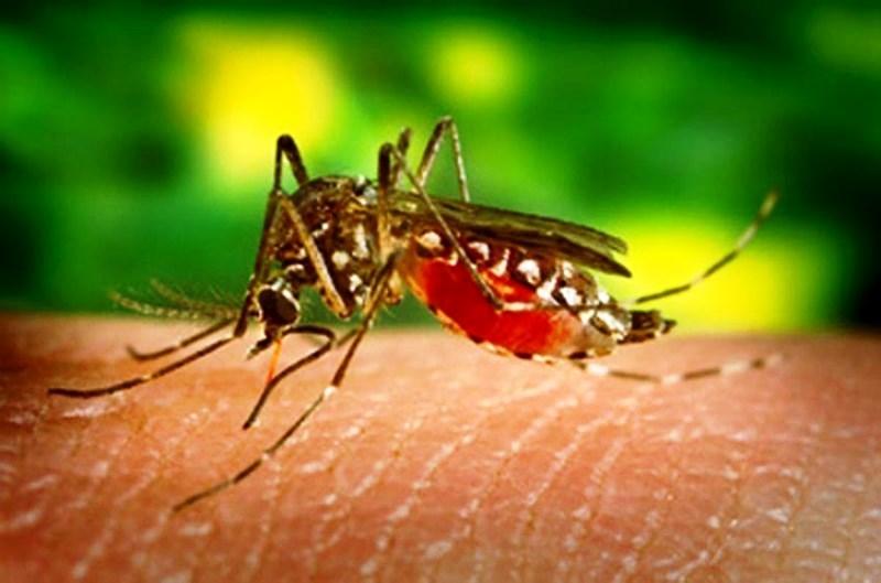 Conheça os sintomas da chikungunya