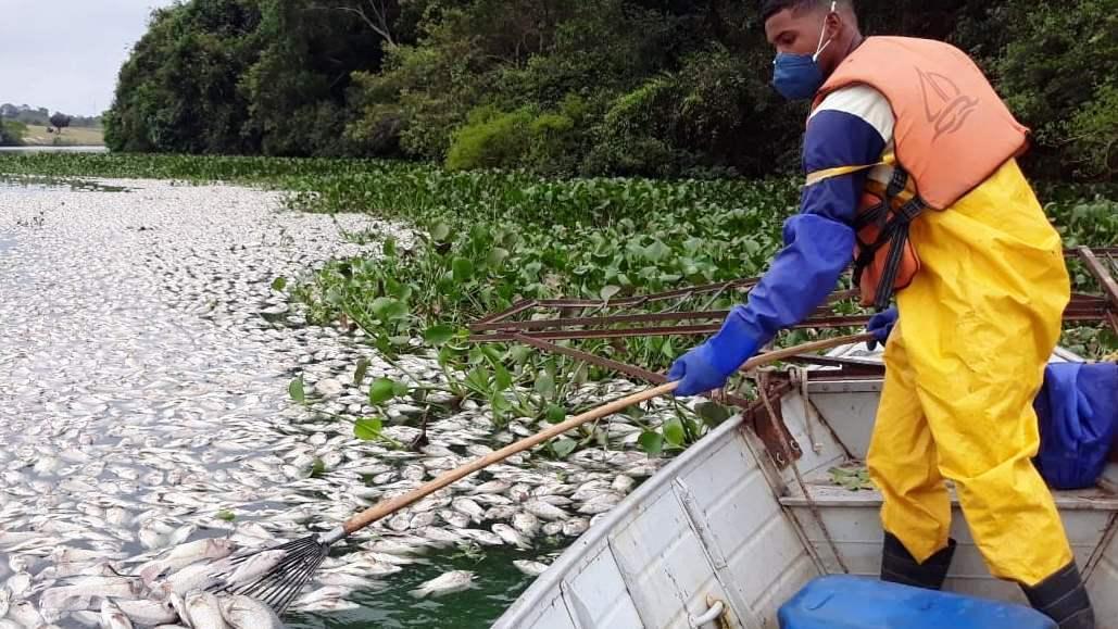 Lagoa de Linhares amanhece com milhares de peixes mortos