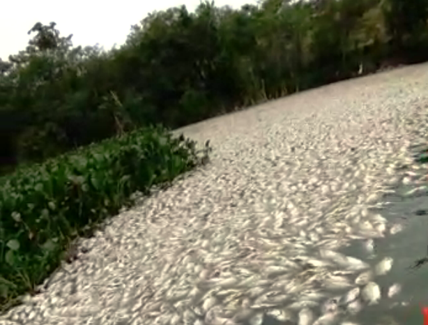 Lagoa de Linhares amanhece com milhares de peixes mortos