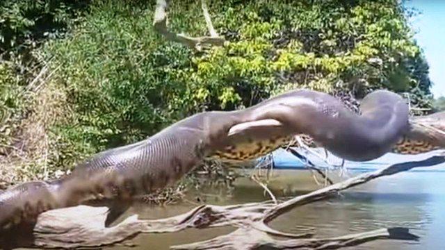 Vídeo de 'anaconda brasileira' tomando sol se torna viral internacional