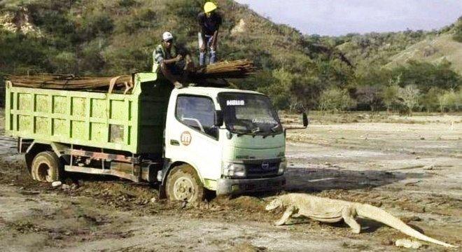 Foto viral de dragão-de-komodo revela construção de atração tipo 'Jurassic Park' em ilha