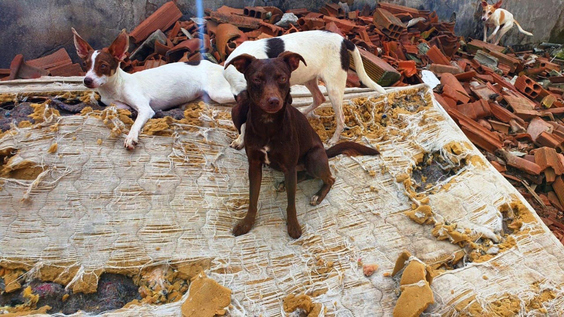 Cães sem alimento por uma semana comem dona morta