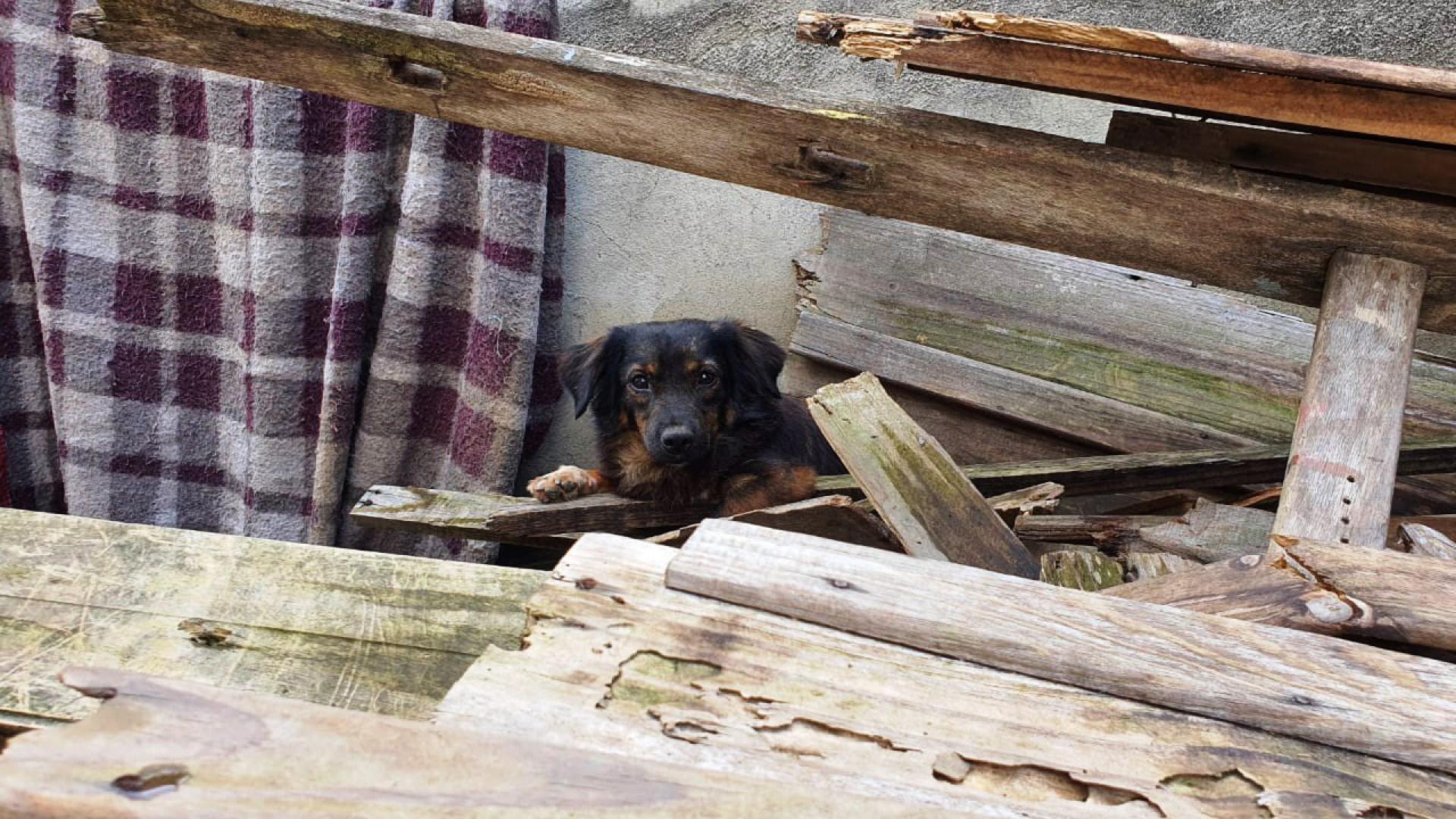 Cães sem alimento por uma semana comem dona morta