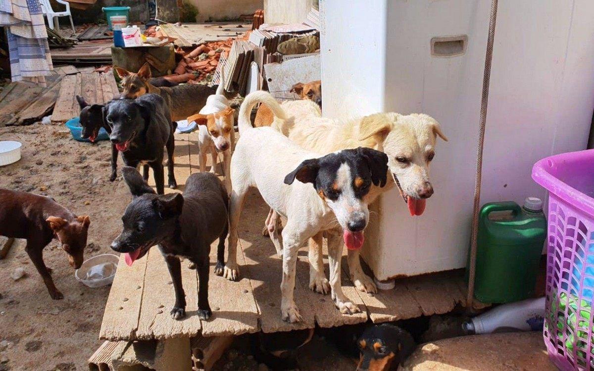 Cães sem alimento por uma semana comem dona morta