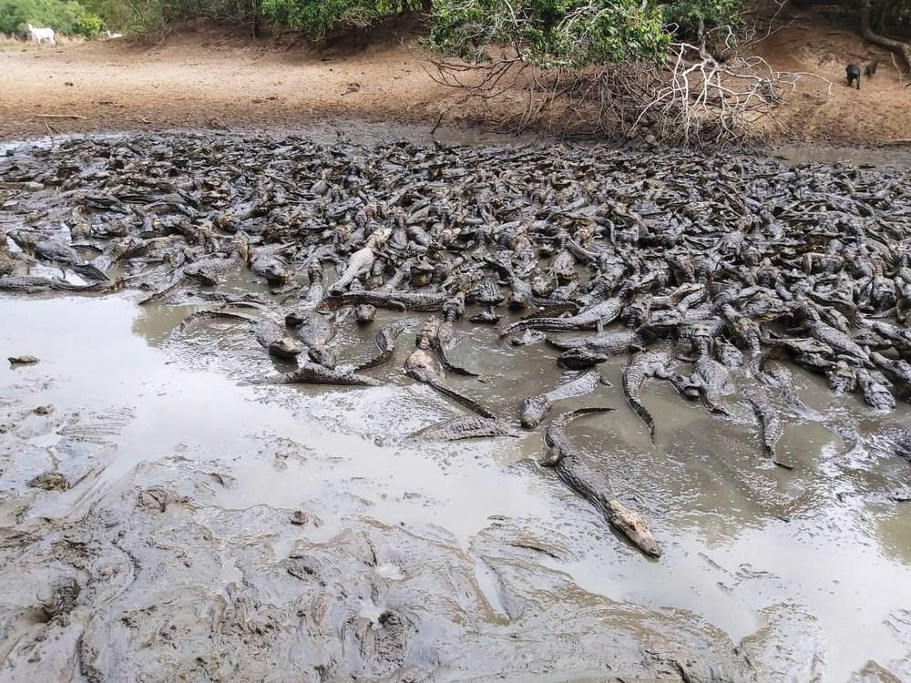 Jacarés amontoados em lama a 50°C podem morrer se não chover, diz pesquisadora