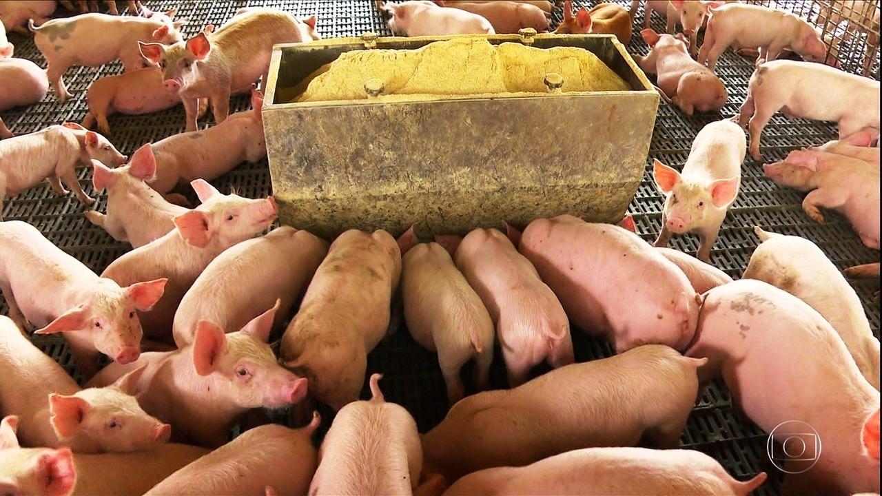 Exportações recordes de carne de porco em 2020 animam criadores do RS