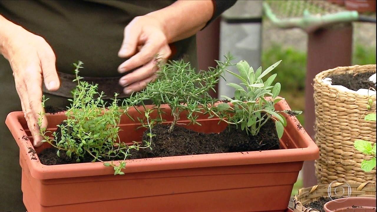 Dicas de como cultivar uma horta em casa