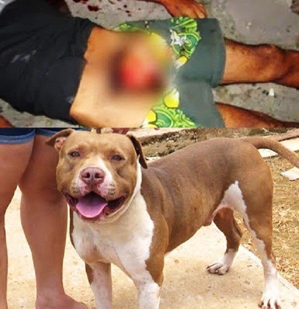 Homem deixa esposa menstruada em casa, tenta fazer relação oral com uma pitbull e tem órgão devorado