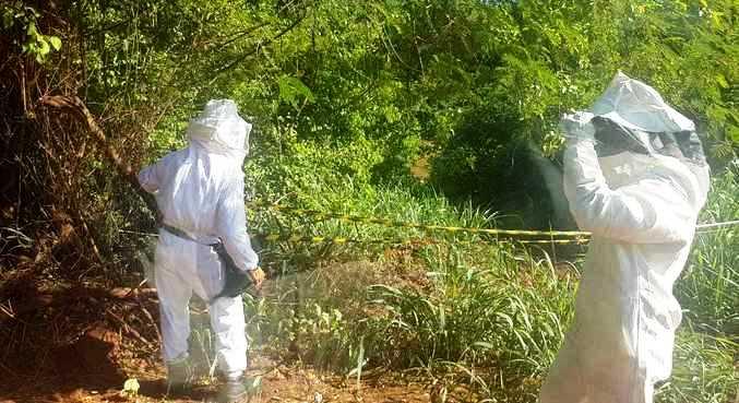 Ataque de abelhas em rio deixa mais de 20 feridos em Japurá (PR)