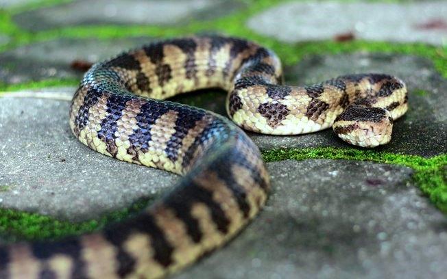 Homem é preso ao perfurar cabeça de cobra com chave de fenda