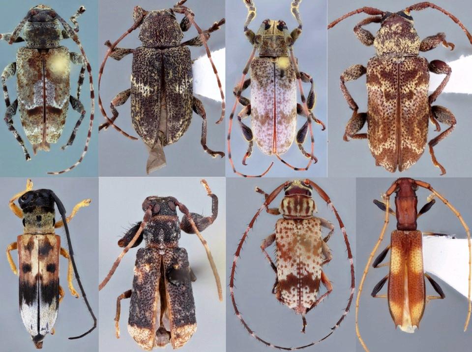 Oito novas espécies de insetos são descobertas no Espírito Santo