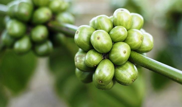 Benefícios do café verde: descubra como o grão auxilia na perda de peso