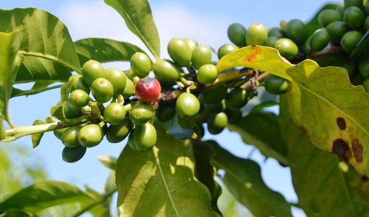 Benefícios do café verde: descubra como o grão auxilia na perda de peso